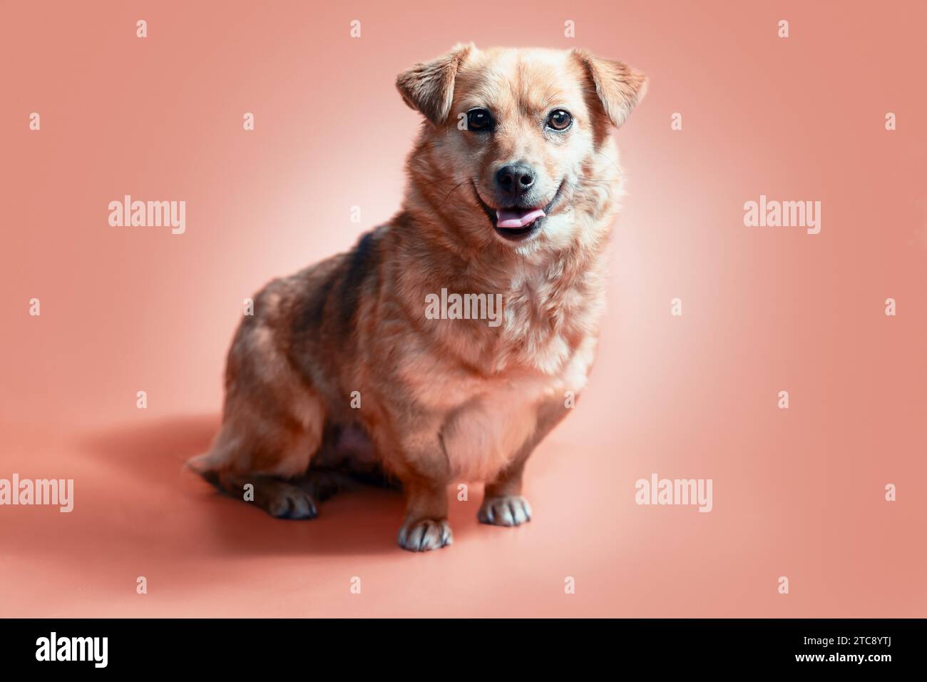 Joyeux chien rouge mongrel souriant sur un fond de couleur pêche Banque D'Images