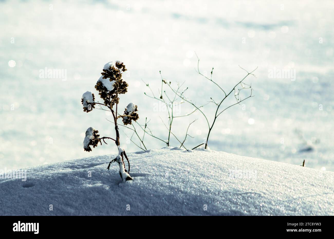 Fleur séchée dans un fond de climat froid d'hiver de dérive de neige gros plan Banque D'Images