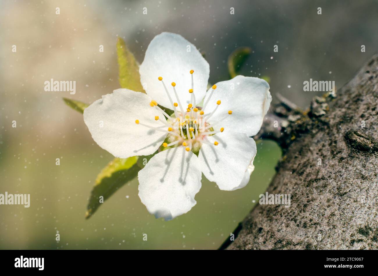 Macro photo d'une fleur de pommier sauvage blanche au soleil avec des taches de poussière Banque D'Images