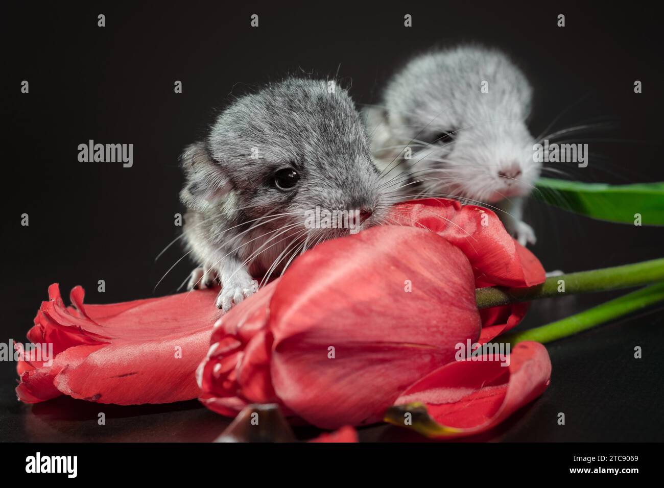 Deux chinchillas nouveau-nés avec des bourgeons tulipes rouges sur un fond sombre Banque D'Images