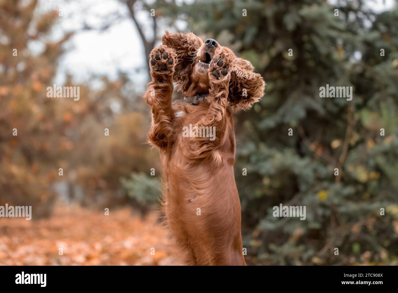 Le chien épagneul rouge sauta et leva les deux pattes sur le fond des feuilles d'automne Banque D'Images