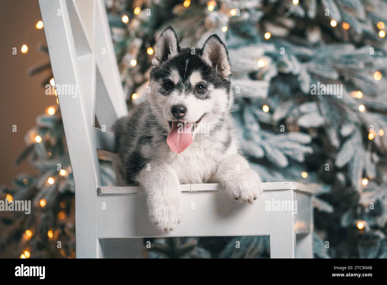 Chiot husky noir et blanc est allongé sur une chaise en bois blanc sur le fond d'un arbre de Noël avec des lumières festives Banque D'Images
