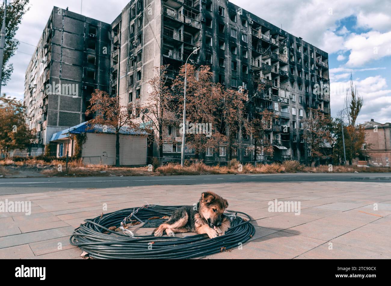 Le chiot Mongrel se prélasse au soleil sur le fond d'un bâtiment de plusieurs étages brûlé à Mariupol Banque D'Images