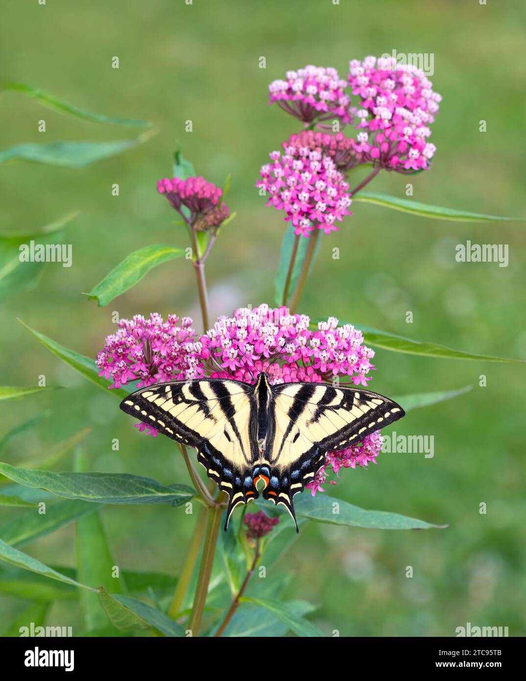 Macro d'un papillon à queue d'aronde de tigre de l'Ouest (papilio rutulus) sur une fleur d'asclépias de marécage rose. Vue de dessus avec ailes écartées ouvertes. Banque D'Images Macro d'un papillon à queue d'aronde de tigre de l'Ouest (papilio rutulus) sur une fleur d'asclépias de marécage rose. Vue de dessus avec ailes écartées ouvertes. Banque D'Images