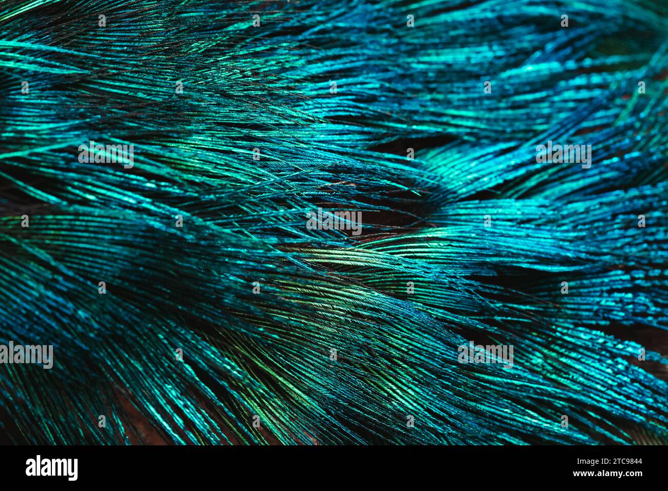 Cette photographie en gros plan présente un affichage vibrant de plumes de paon dans une combinaison de tons bleus et verts vifs Banque D'Images