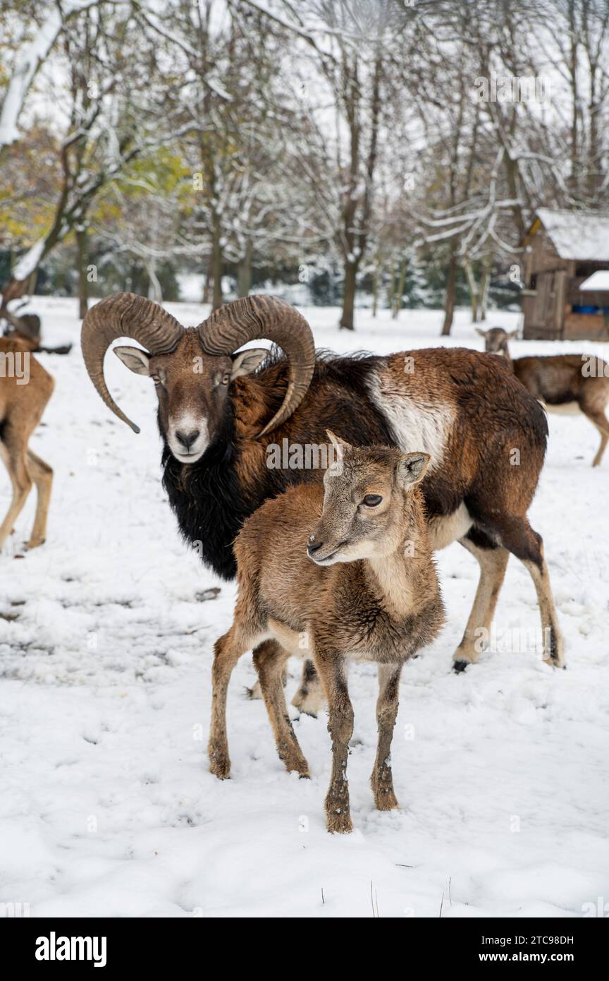 Mouflon européen, Ovis musimon. RAM en hiver. Banque D'Images