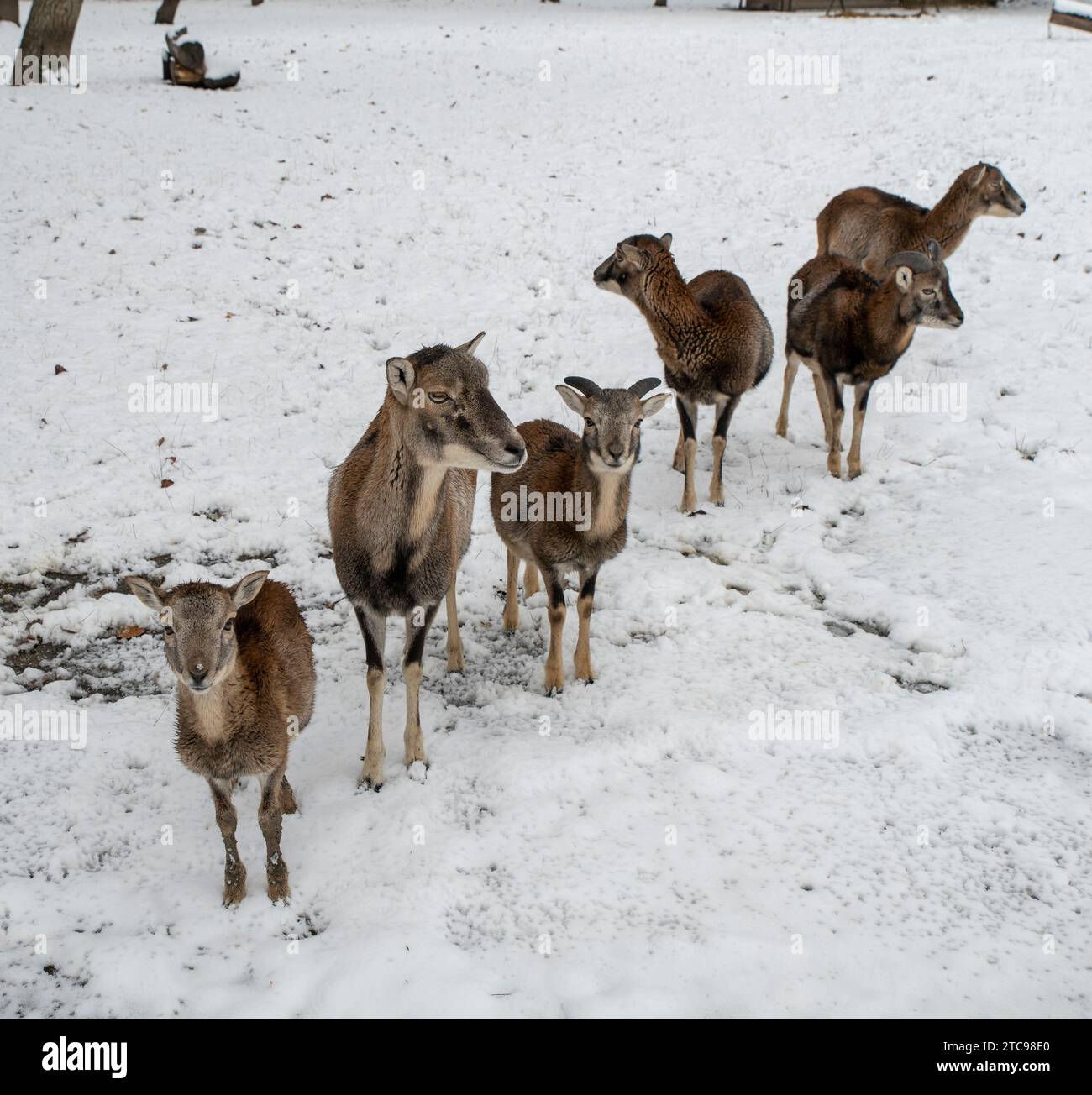 Mouflon européen, Ovis musimon. Troupeau en hiver. Banque D'Images