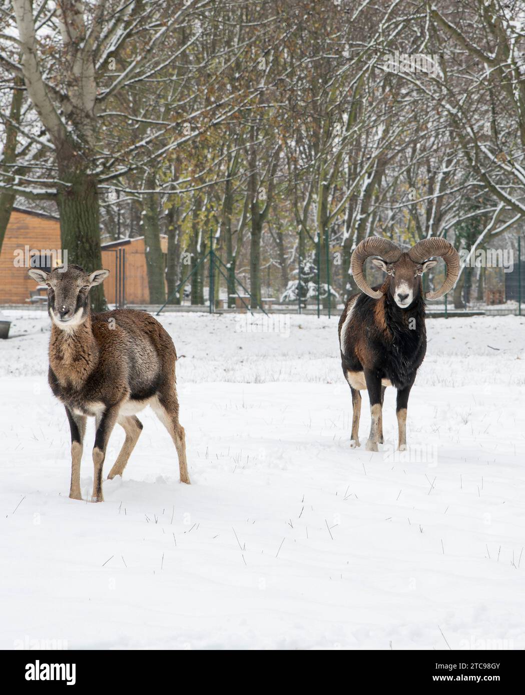 Mouflon européen, Ovis musimon. RAM en hiver. Banque D'Images