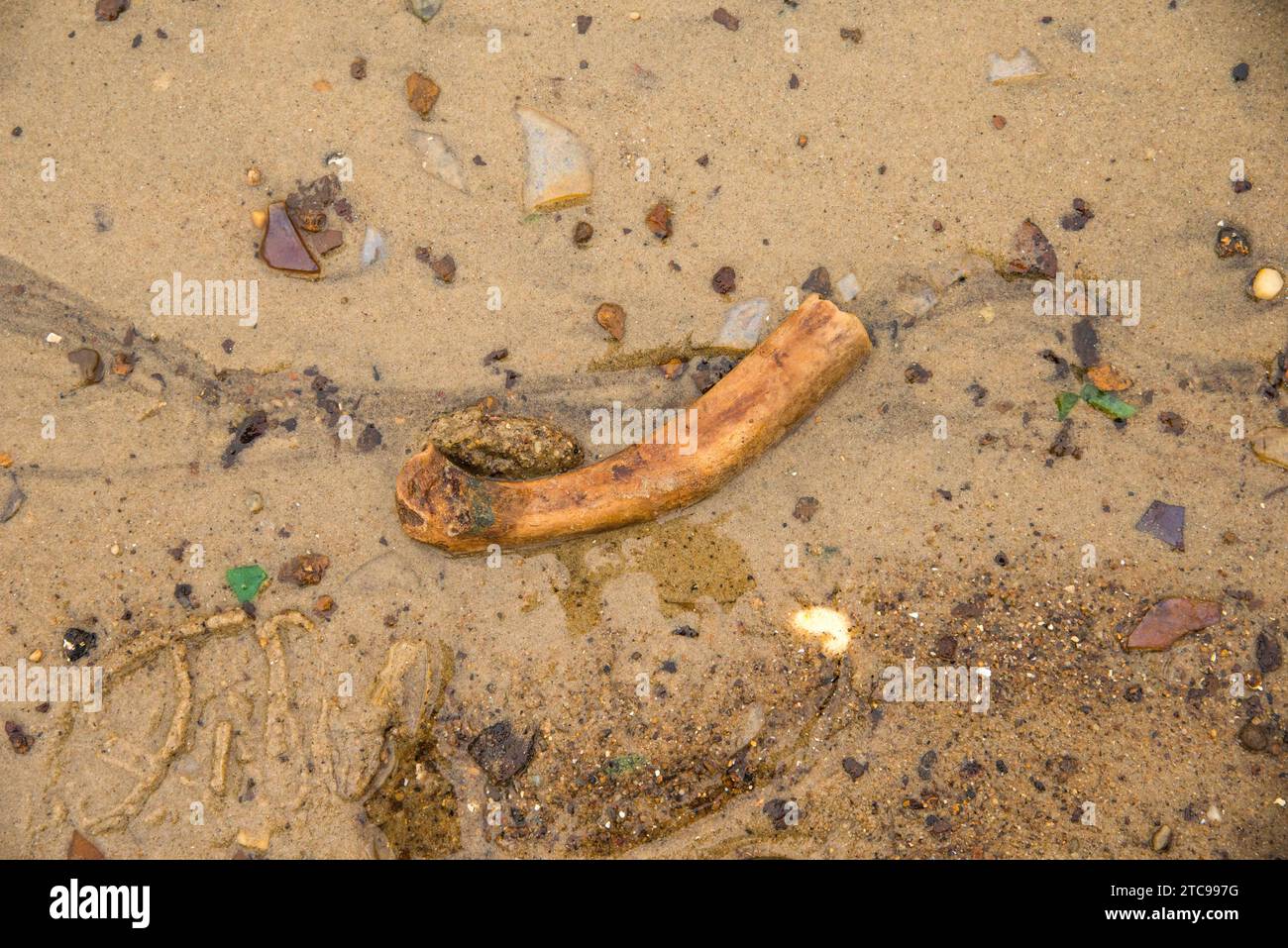 Dead Horse Bay à Brooklyn est une junkyard de vieux verre et des os de cheval. Banque D'Images