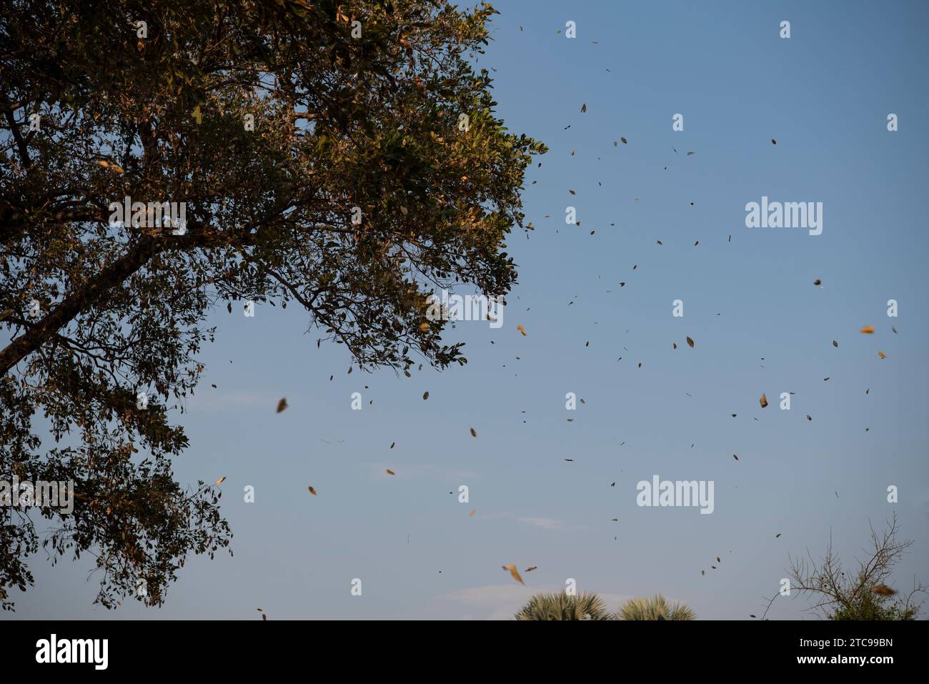 Feuilles soufflant d'un arbre par jour venteux Banque D'Images