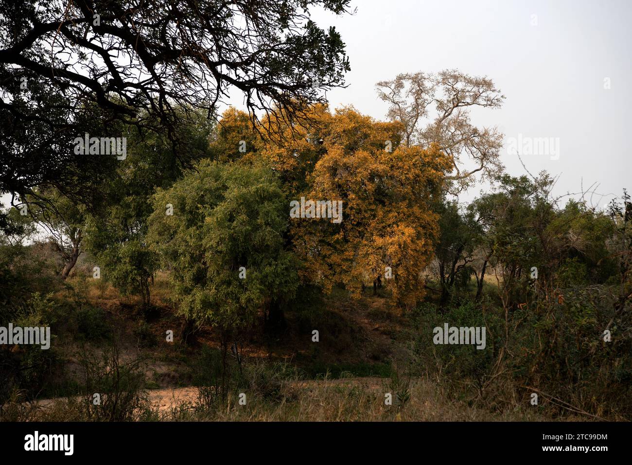 Les feuilles jaunes du Jackalberry en automne Banque D'Images