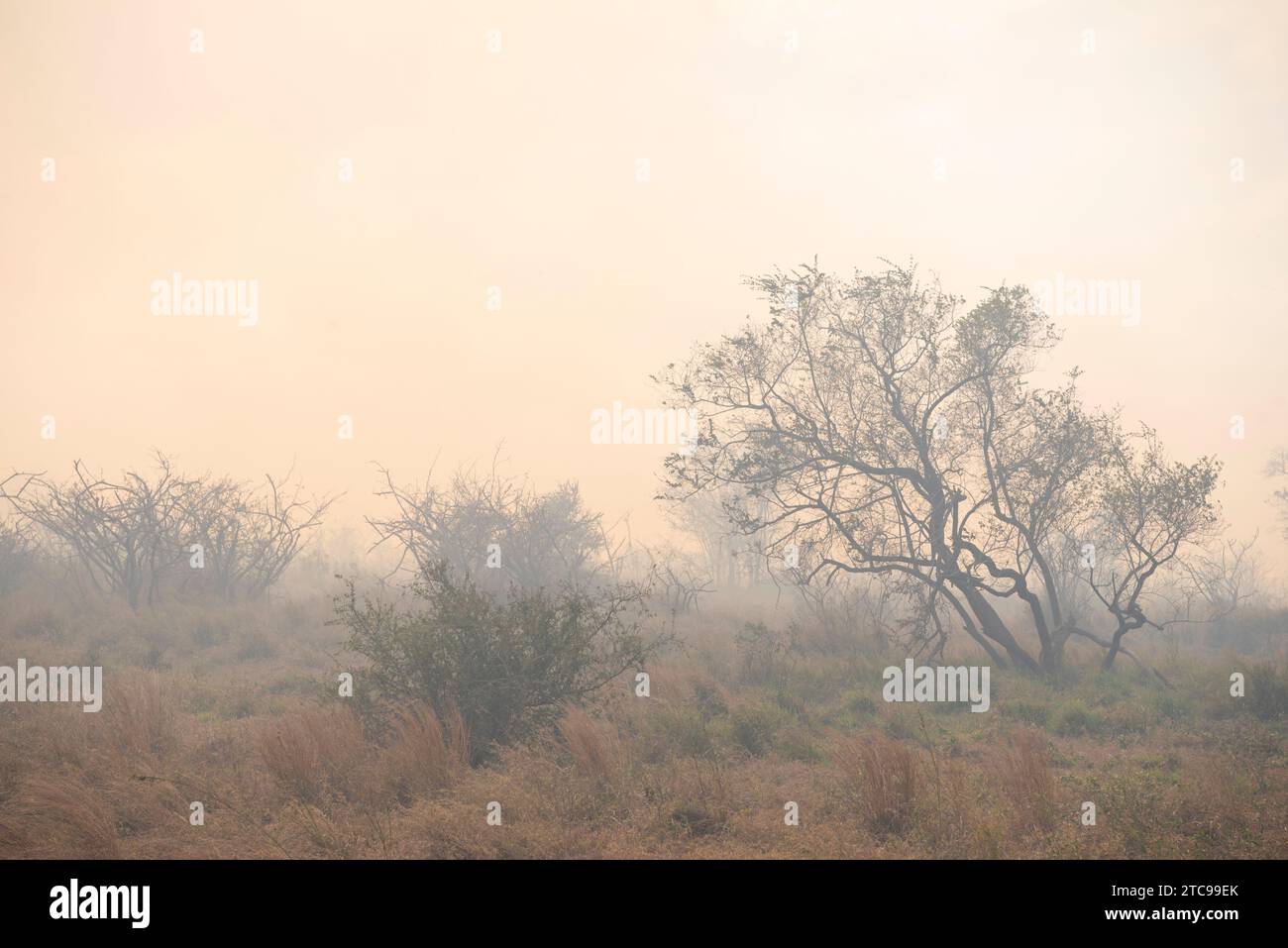 Un brûlage contrôlé dans le parc national Kruger Banque D'Images