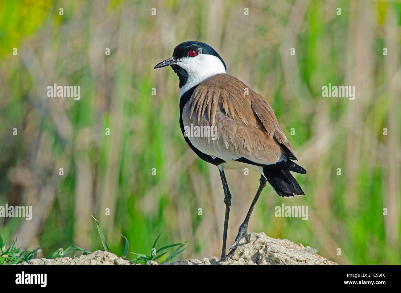 Vanneau à ailes pures (Vanellus spinosus) parmi les fleurs roses. Banque D'Images