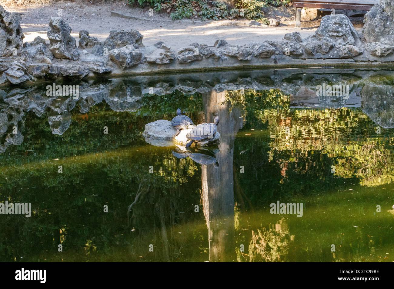 Étang aux tortues dans Massandra Park Banque D'Images
