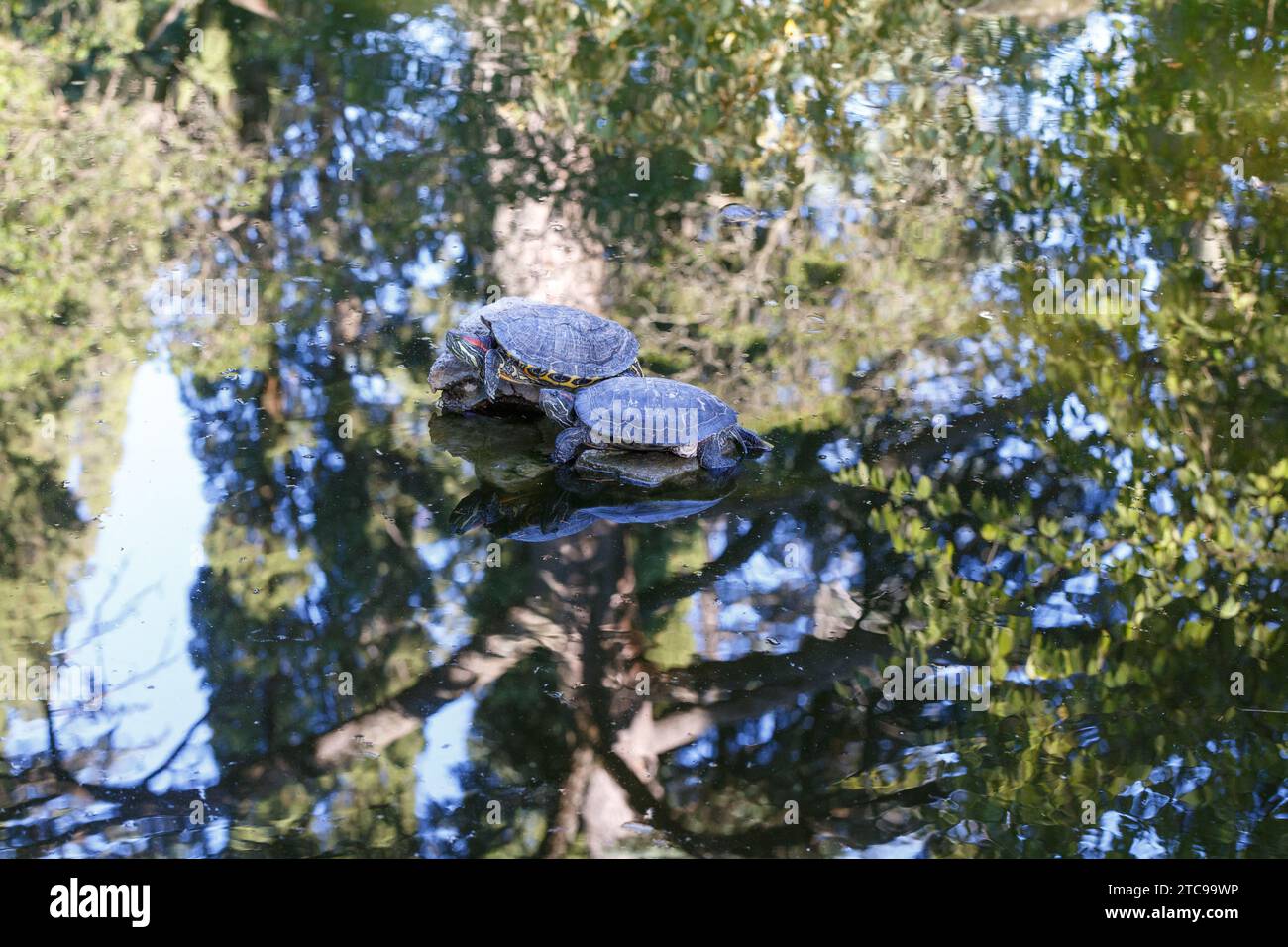 Étang aux tortues dans Massandra Park Banque D'Images