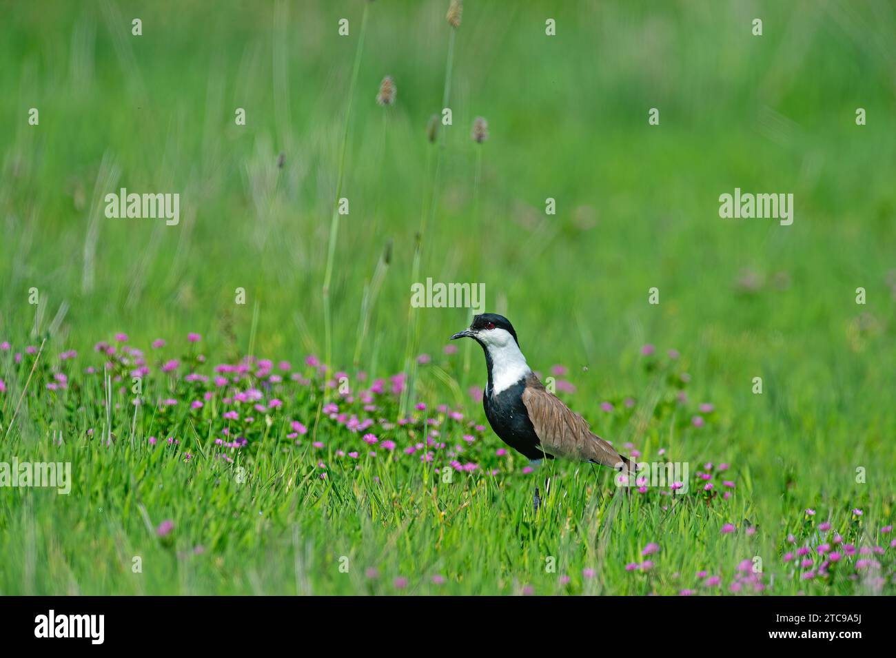 Vanneau à ailes pures (Vanellus spinosus) parmi les fleurs roses. Banque D'Images