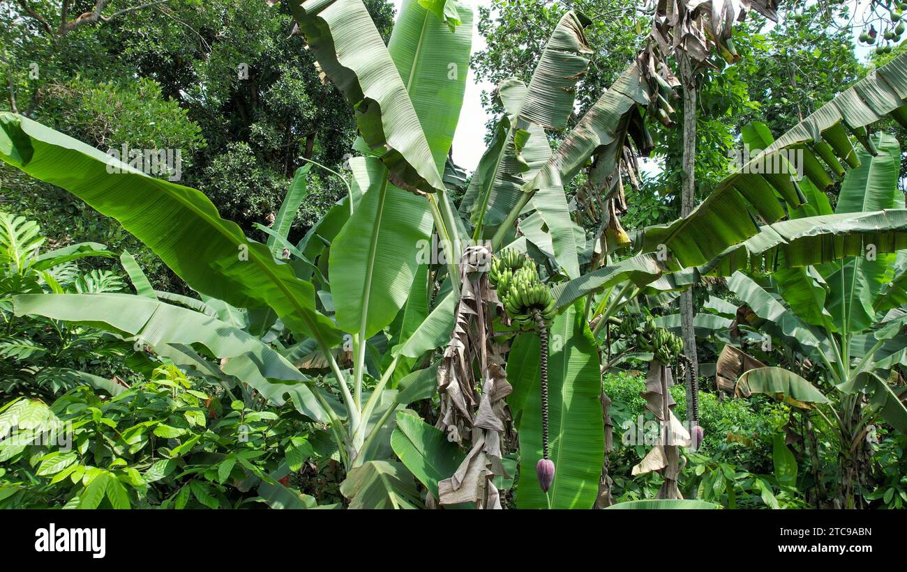 Une bananière dans un jardin luxuriant. Banque D'Images