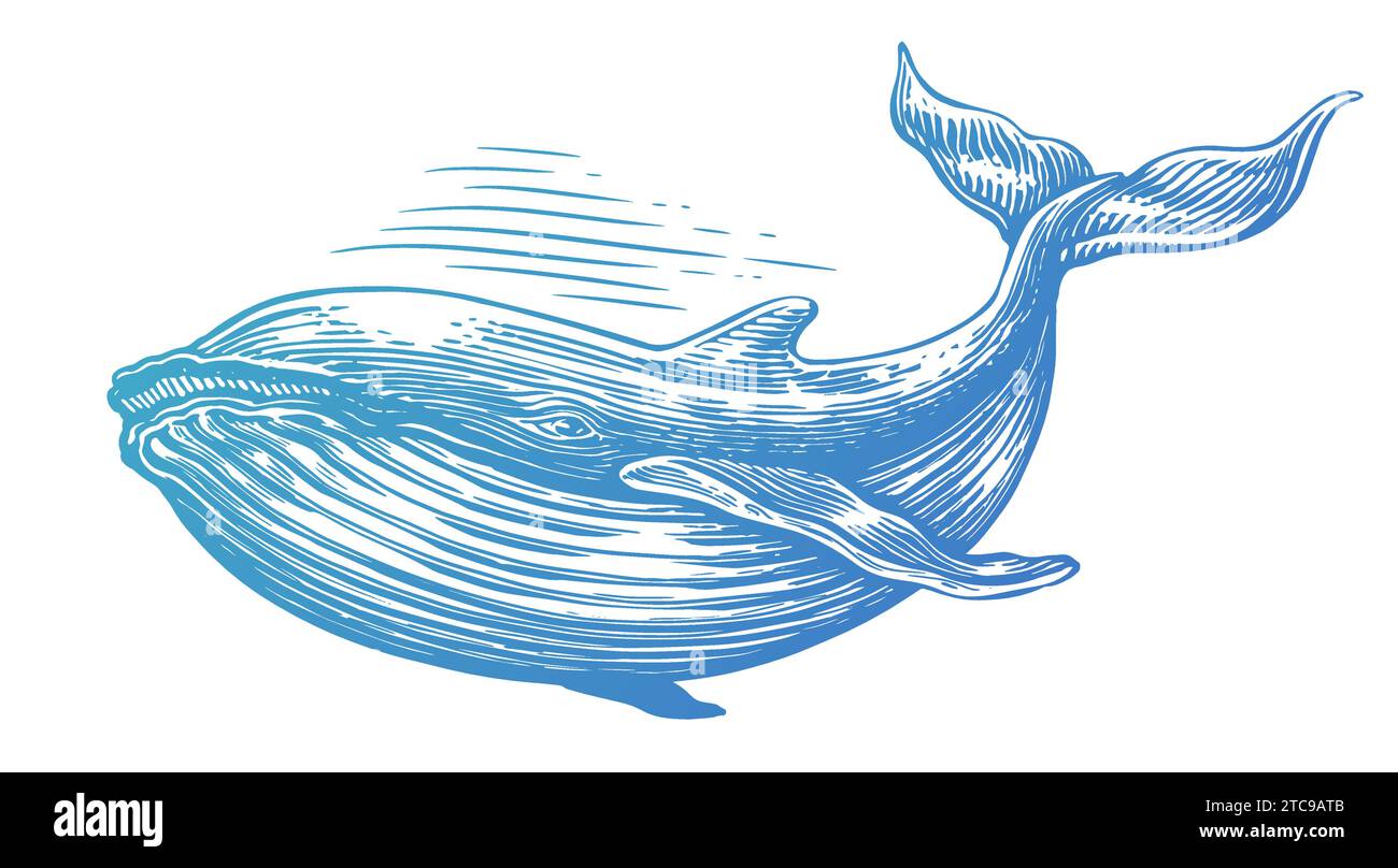 Baleine à bosse dessinée à la main. Illustration vectorielle. Style de gravure d'esquisse d'animal sous-marin Illustration de Vecteur