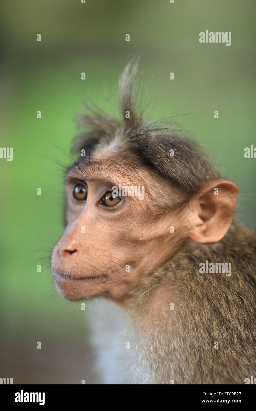 Gros plan sur le macaque de Monkey-Bonnet indien commun Banque D'Images