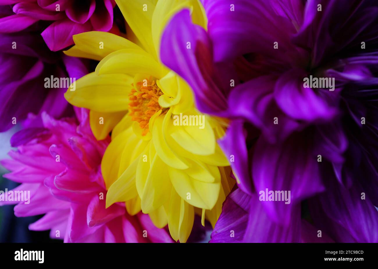 Bouquet Dahlia fleurs coupées fraîches Banque D'Images