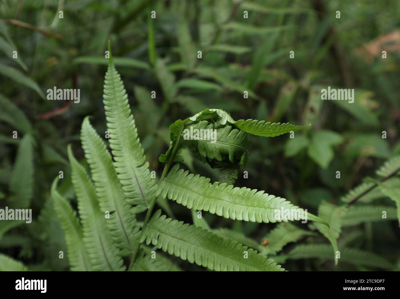 Vue d'une pointe de fougère autruche et les feuilles de fronde ont été roulées et pliées par la soie dans une structure de cocon en forme de boule serrée Banque D'Images