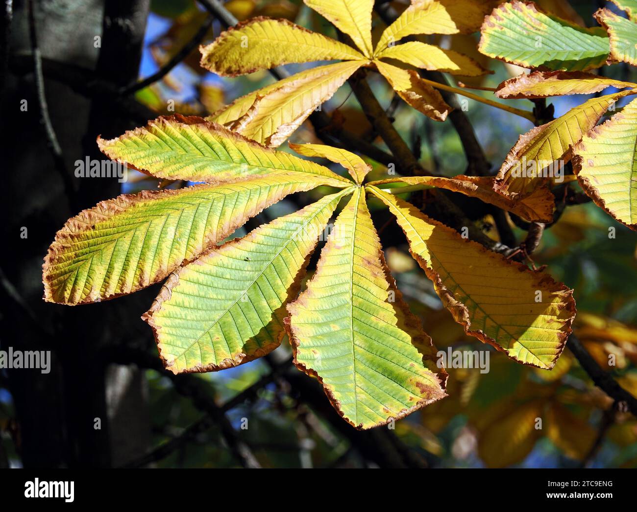 Châtaignier, conker, Gewöhnliche Rosskastanie, Gemeine Rosskastanie, Weiße Rosskastanie, Aesculus hippocastanum, vadgesztenye, Hongrie, Europe Banque D'Images