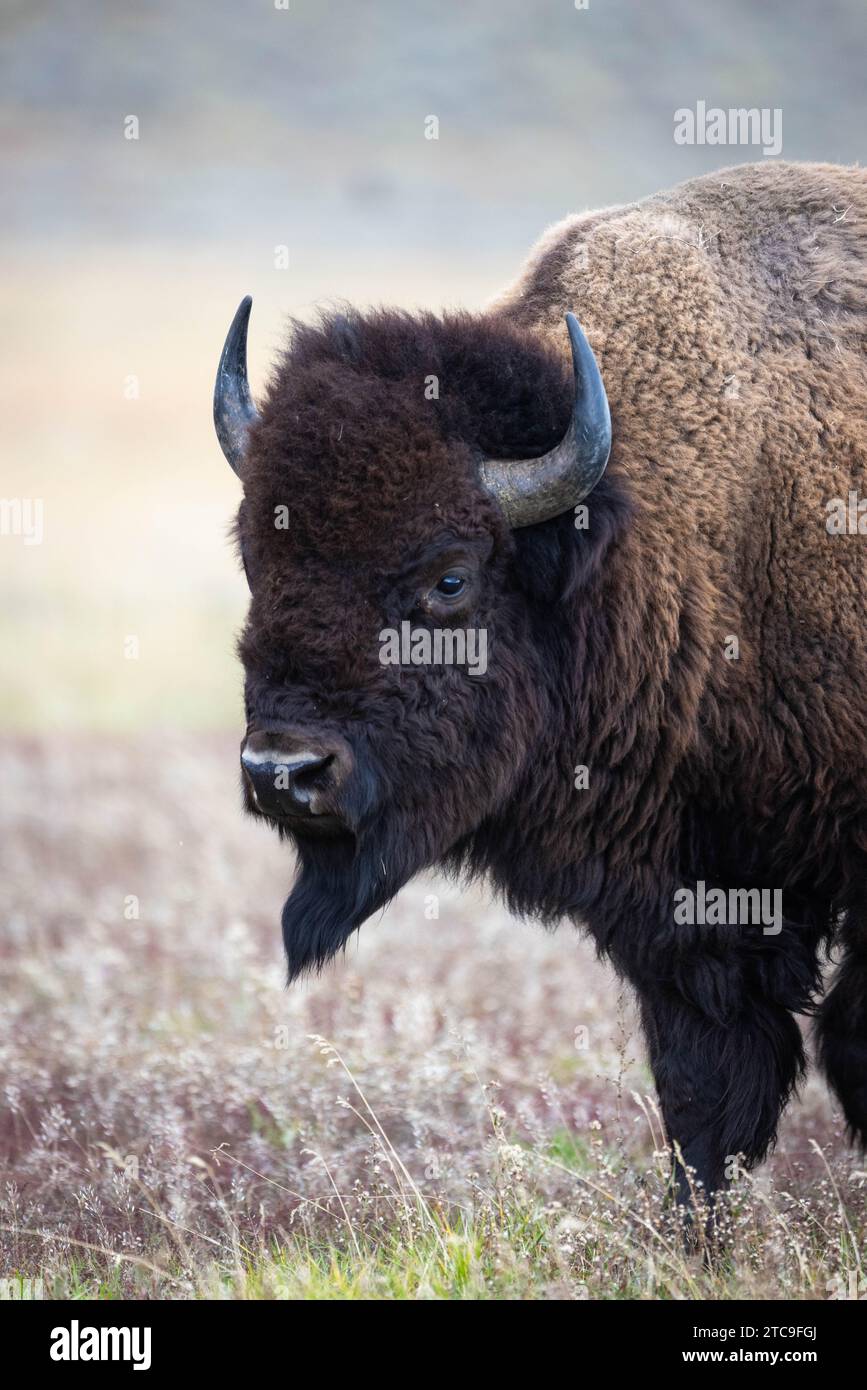 Un bison debout dans un champ herbeux dans la région Elk Ranch de Jackson Hole. Parc national de Grand Teton, Wyoming Banque D'Images
