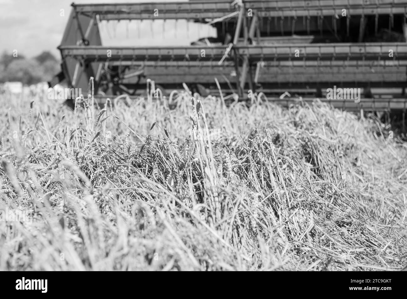 vue avant d'une moissonneuse-batteuse récoltant du blé Banque D'Images
