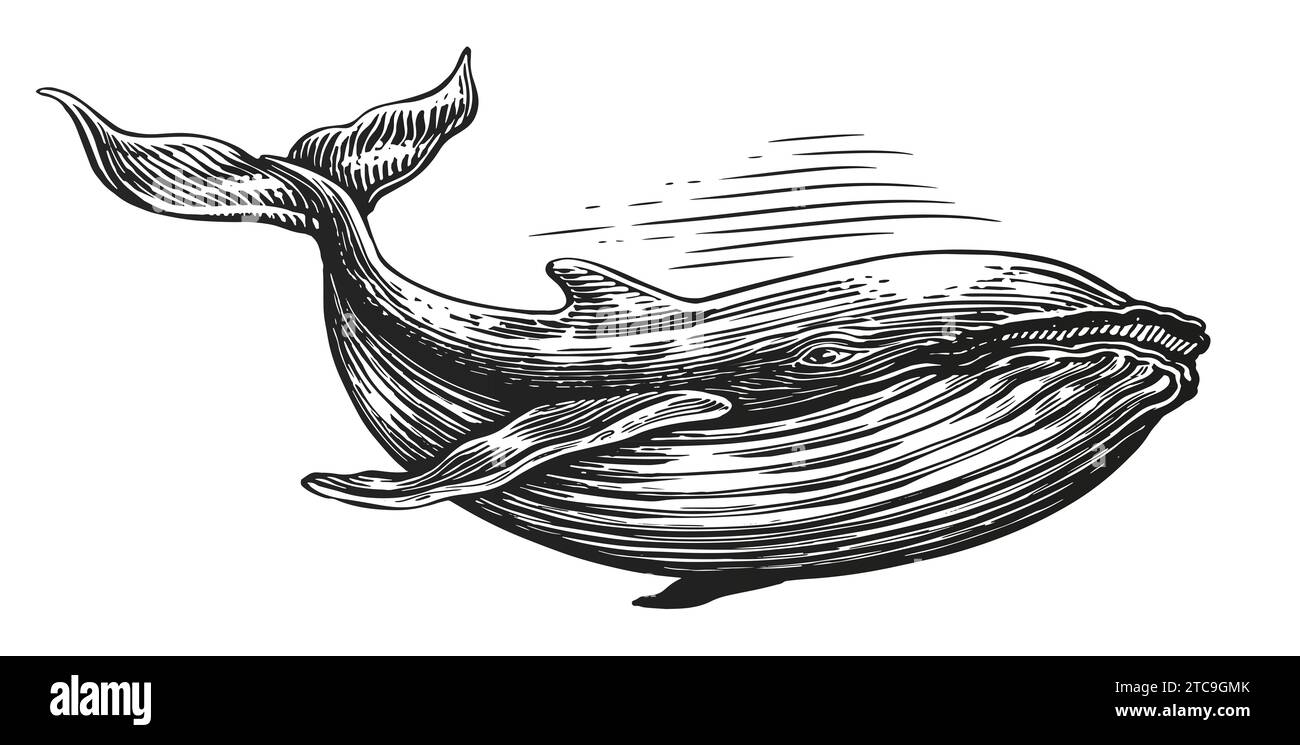 Baleine à bosse, style de gravure d'esquisse. Illustration dessinée à la main. Animal sous-marin isolé Banque D'Images