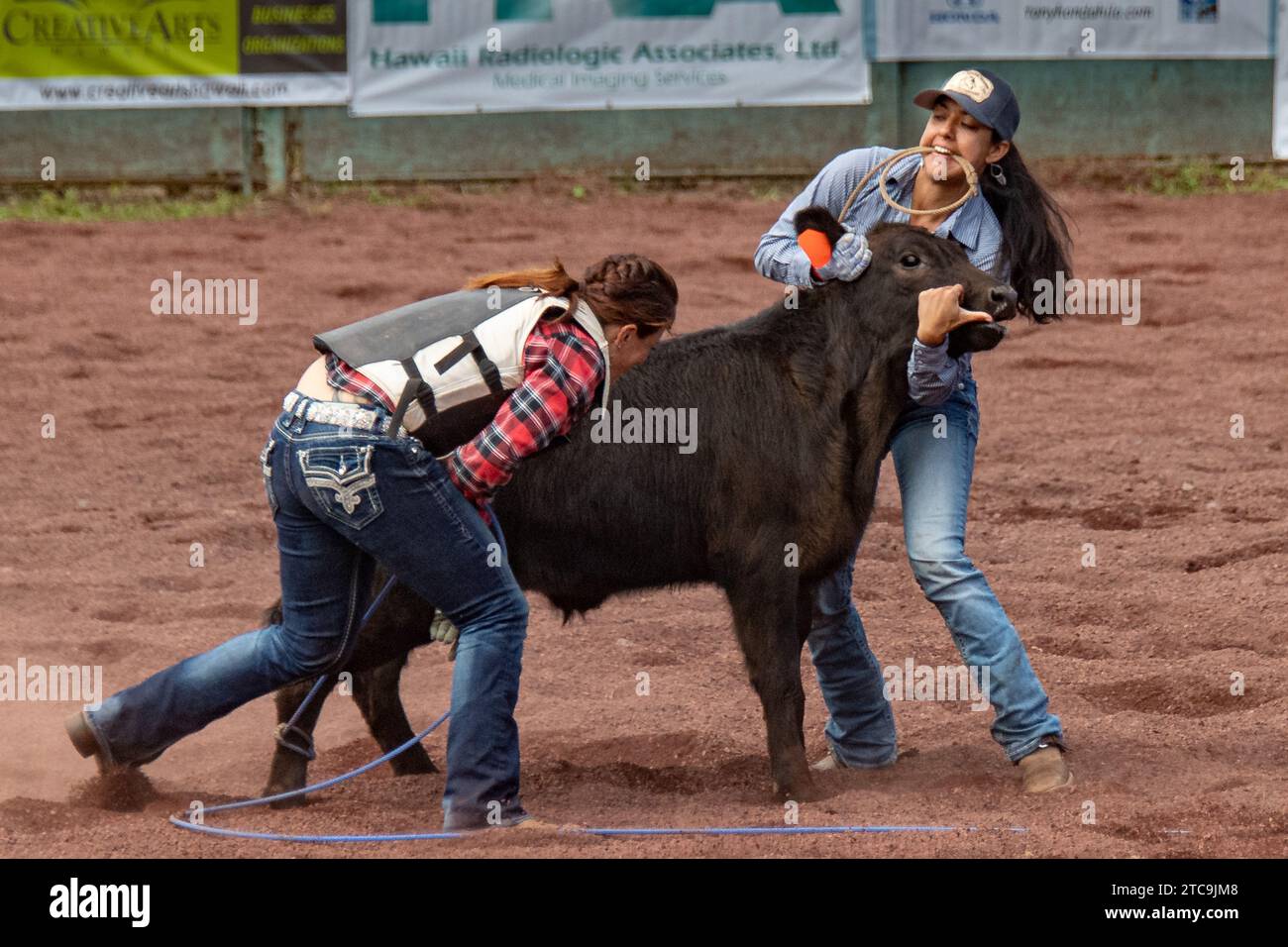 Équipe Roping Une tête et un heeler montés sur des chevaux composent l'équipe. La barre de coupe est chargée d'enrouler la tête de la direction autour des cornes, cou Banque D'Images