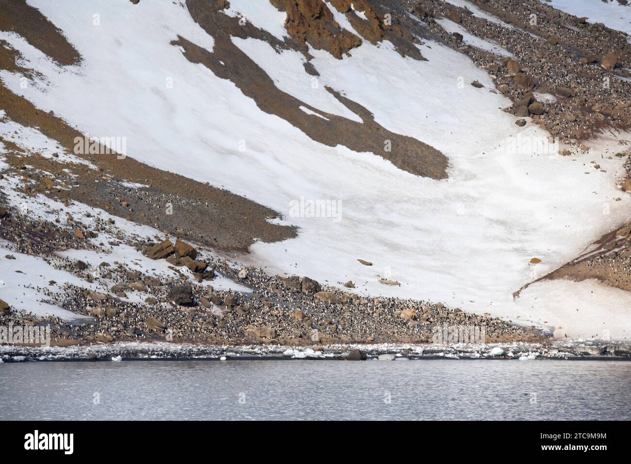 Antarctique, Brown Bluff. Colonie de pingouins Gentoo à la base de la montagne. Banque D'Images