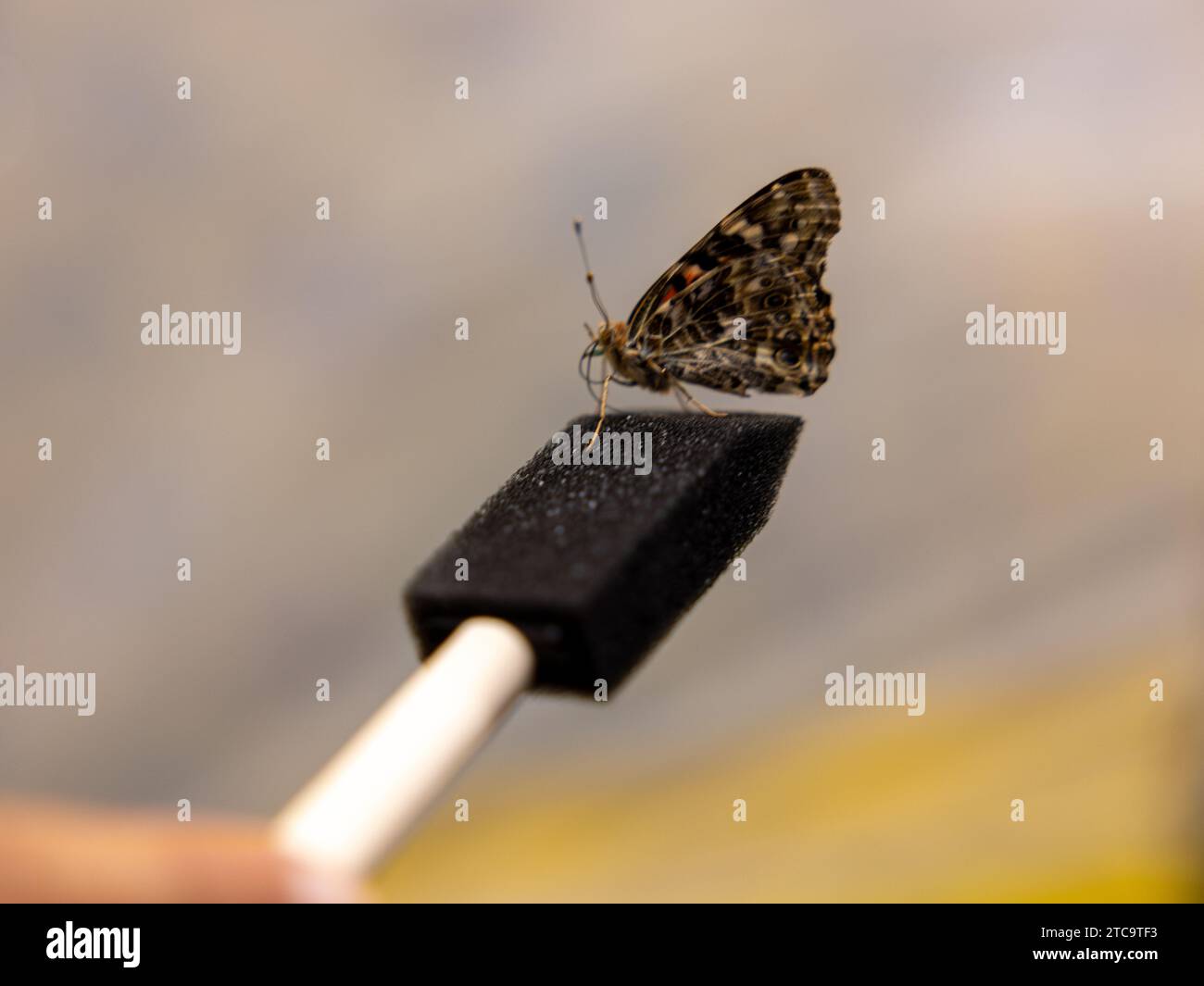 Une personne tient une spatule noire avec un papillon perché dessus Banque D'Images