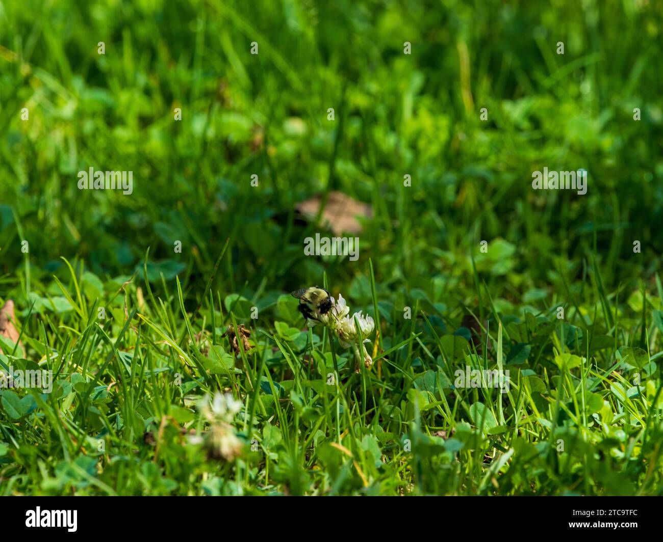 Un petit oiseau perché sur le terrain herbeux entouré de verdure luxuriante Banque D'Images