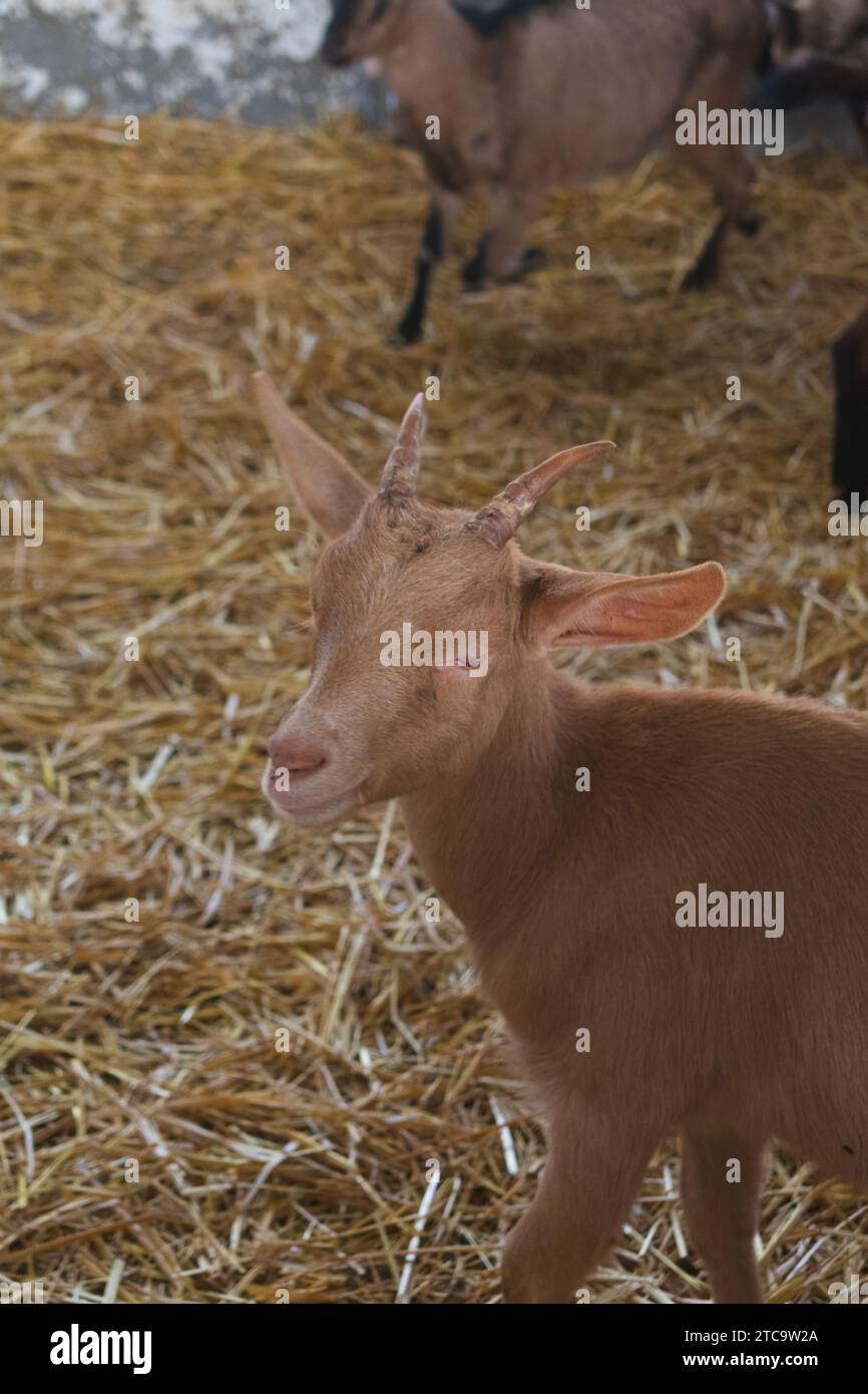 Un groupe de chèvres paissent dans une ferme, avec une vache assise à proximité dans un lit de paille Banque D'Images