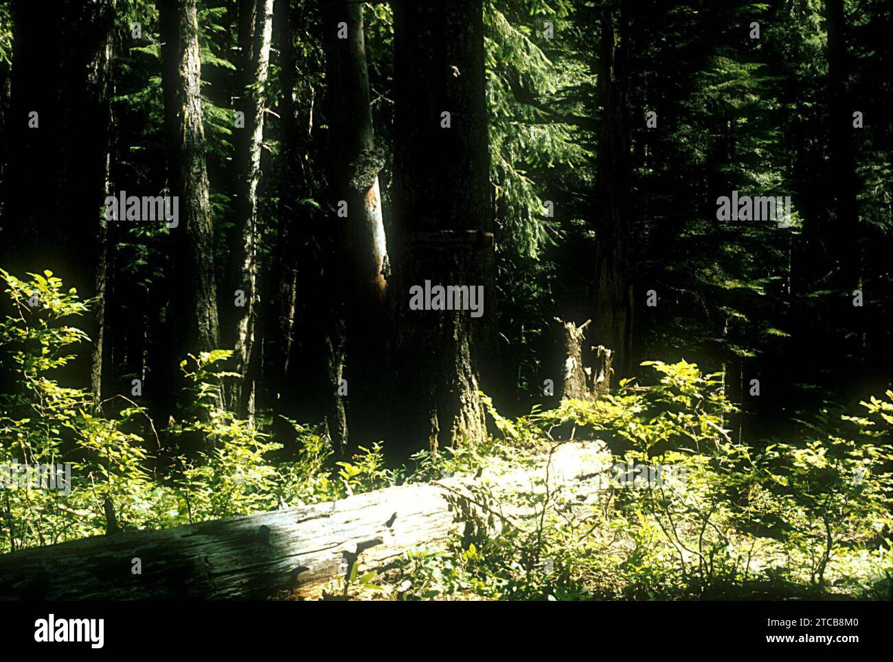 West Cascades Scenic Byway - le paradis des randonneurs Banque D'Images