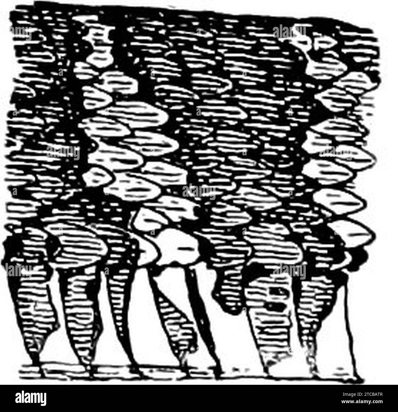 WESTERN Water Snake-TSF 0026. Banque D'Images