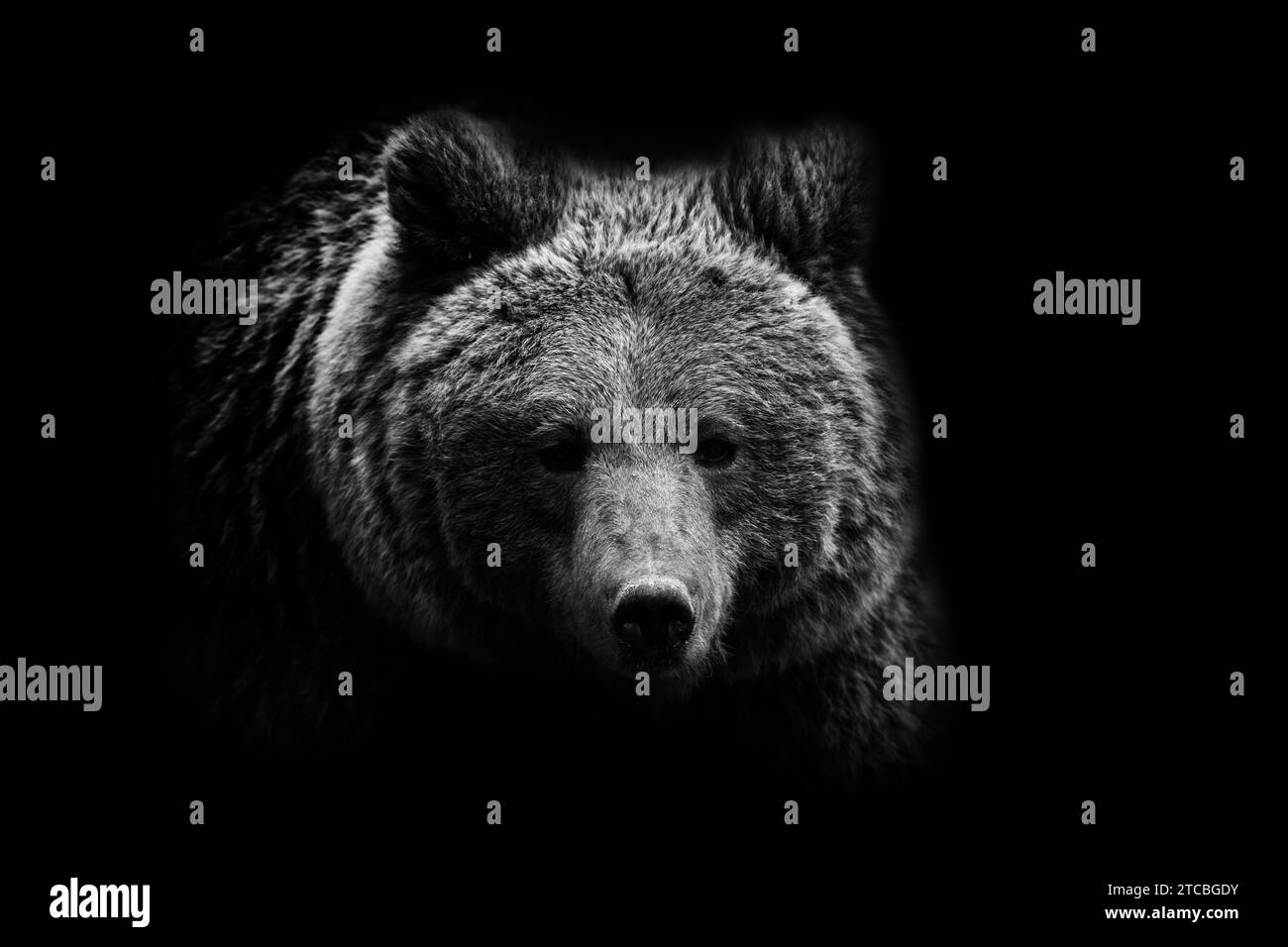 Gros plan portrait d'ours adulte noir et blanc. Animal sur fond sombre Banque D'Images