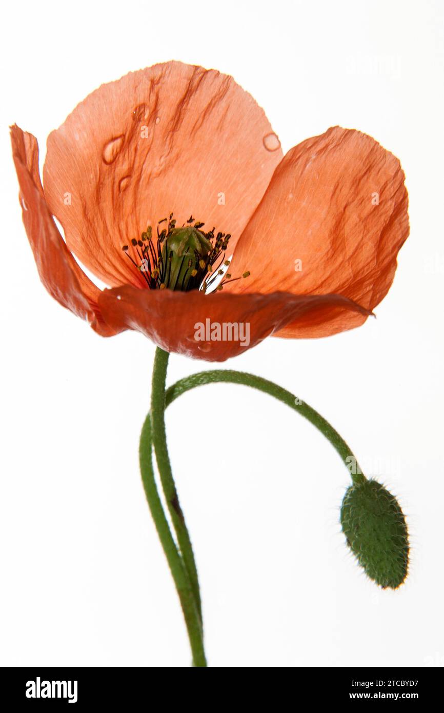 Coquelicot (Papaver), fleur de coquelicot, Allemagne Banque D'Images