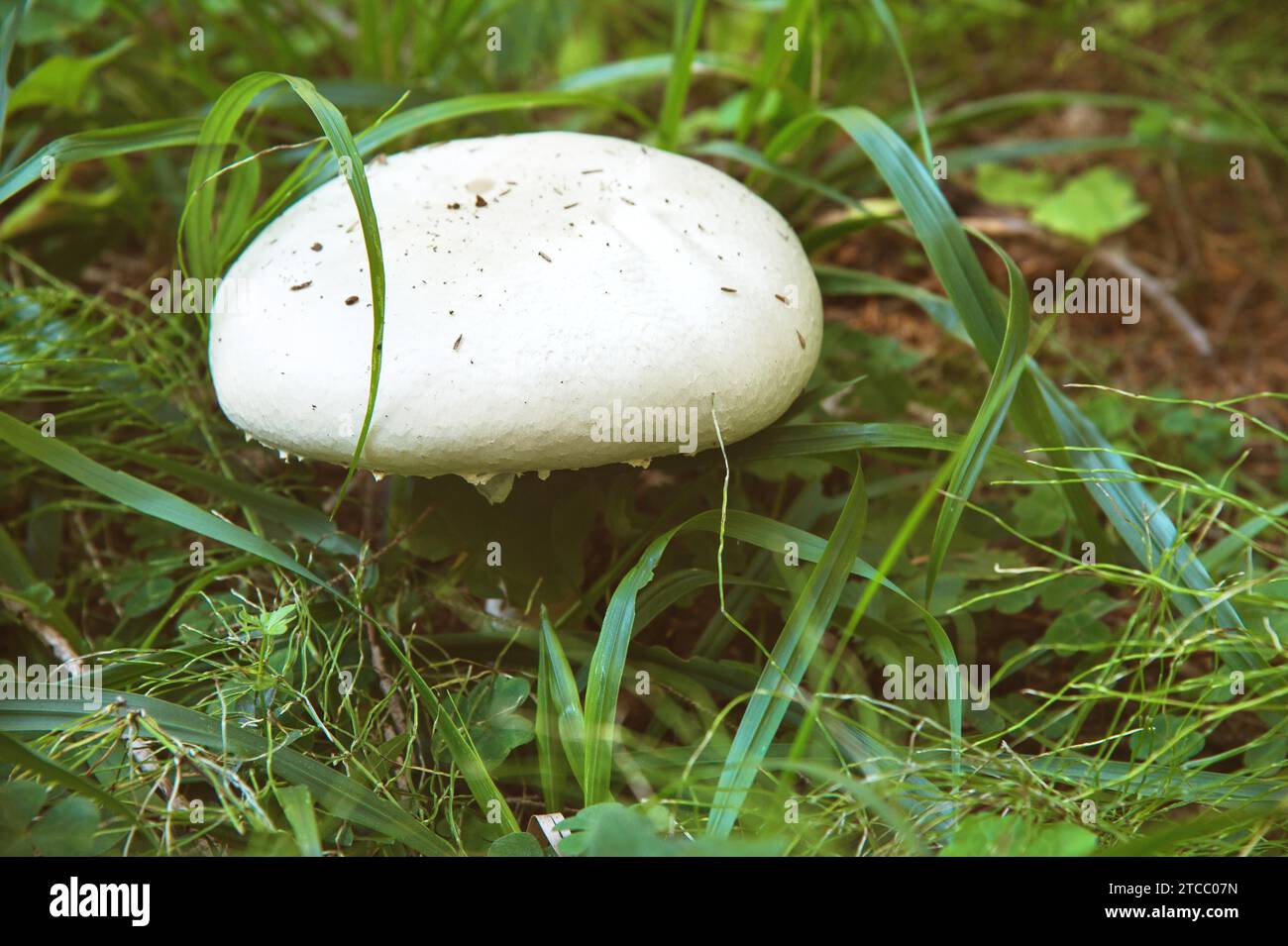 Un grand champignon blanc poussant dans la forêt parmi l'herbe et la mousse avec des conifères. Gros plan Banque D'Images