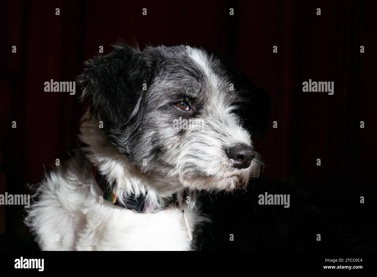 Portrait d'un chien noir et blanc côté face Banque D'Images
