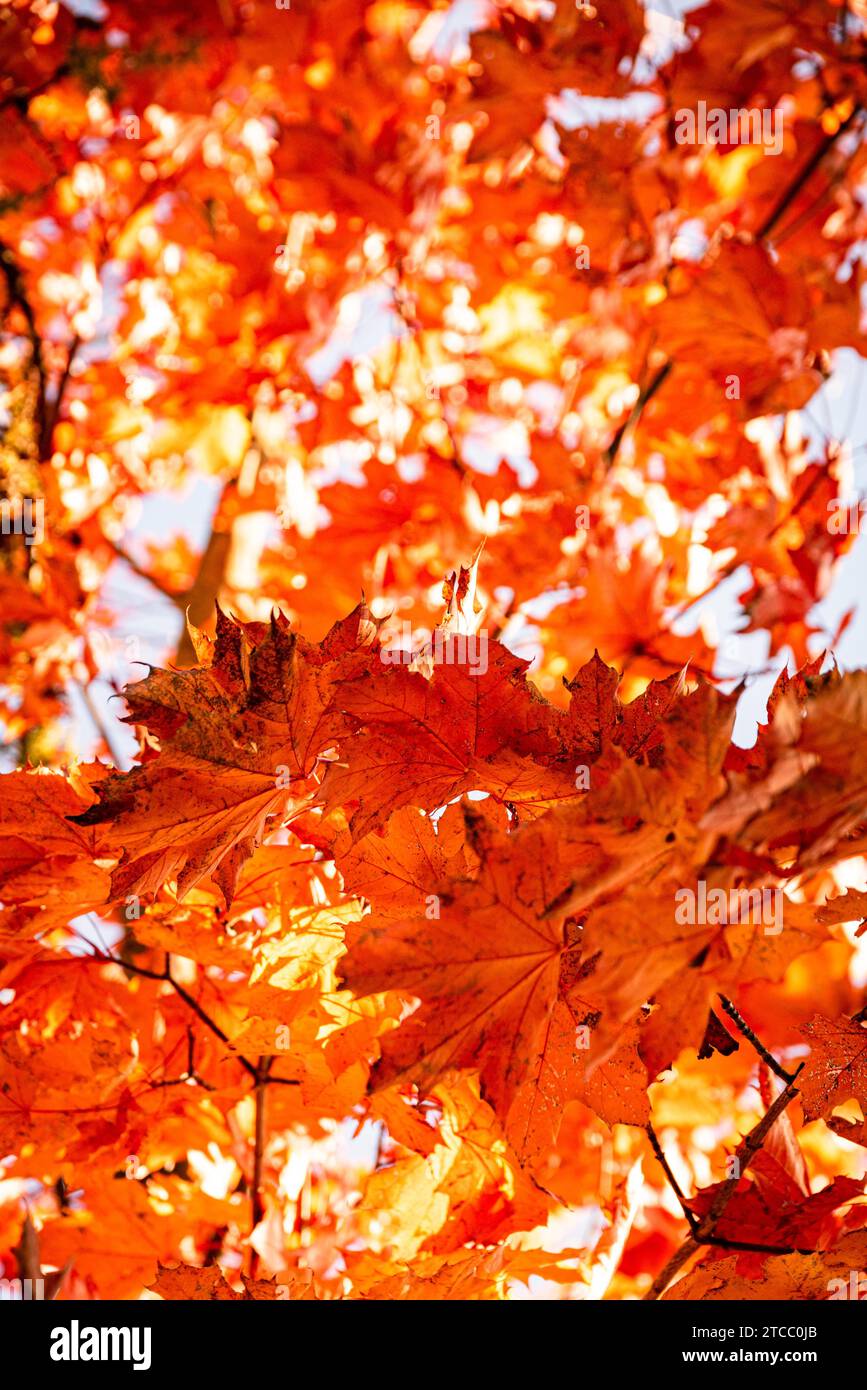 Feuilles d'érable rouge vif à l'automne contre ciel sur arbre. Concept d'automne Banque D'Images