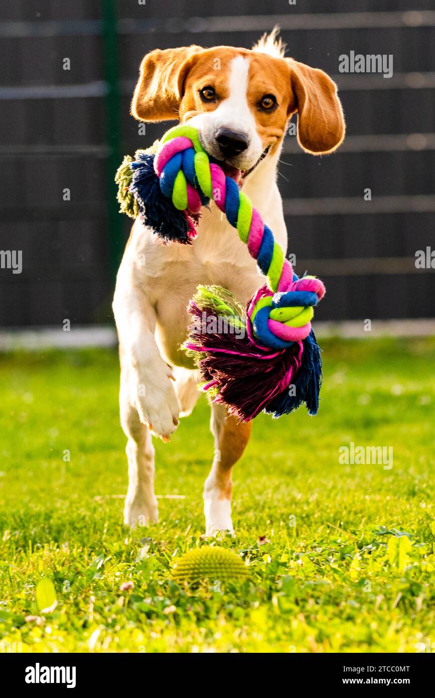 Chien Beagle tourne vers la caméra avec une corde jouet. Dog in garden Banque D'Images