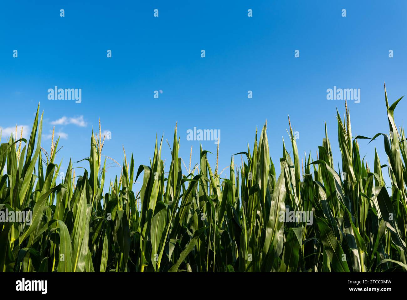 Champ de maïs (maïs) contre le ciel bleu en été. Copie espace concept agricole Banque D'Images