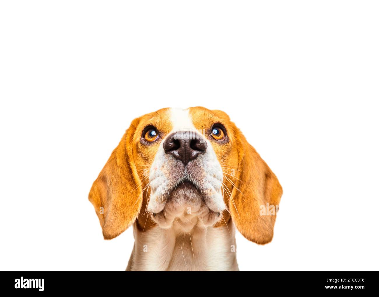 Gros plan du chien Beagle, portrait, devant fond blanc. Recherche de Copys Pace Banque D'Images