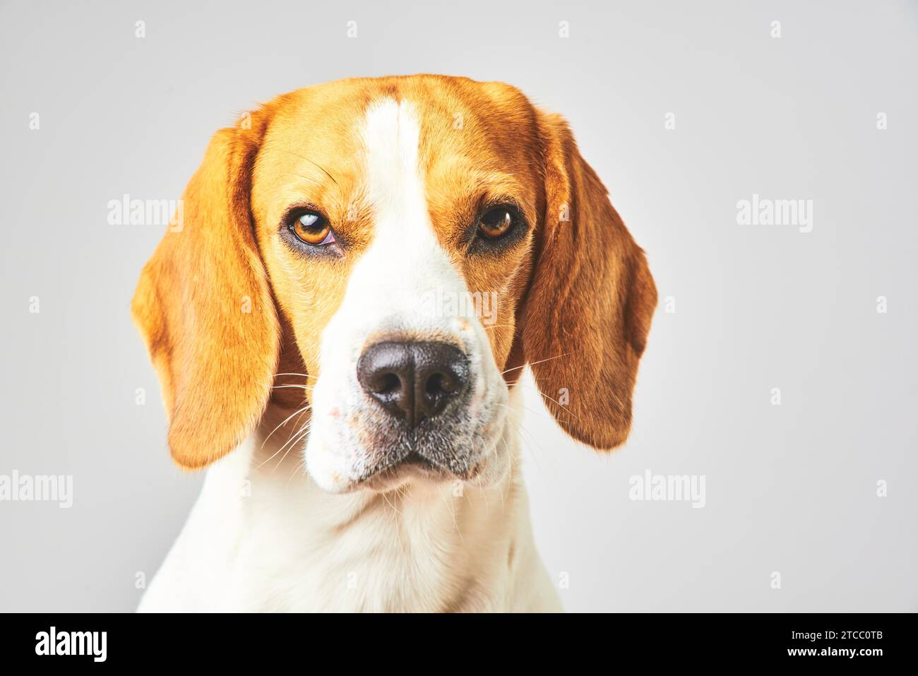 Gros plan du chien Beagle, portrait, devant fond blanc. Recherche de Copys Pace Banque D'Images