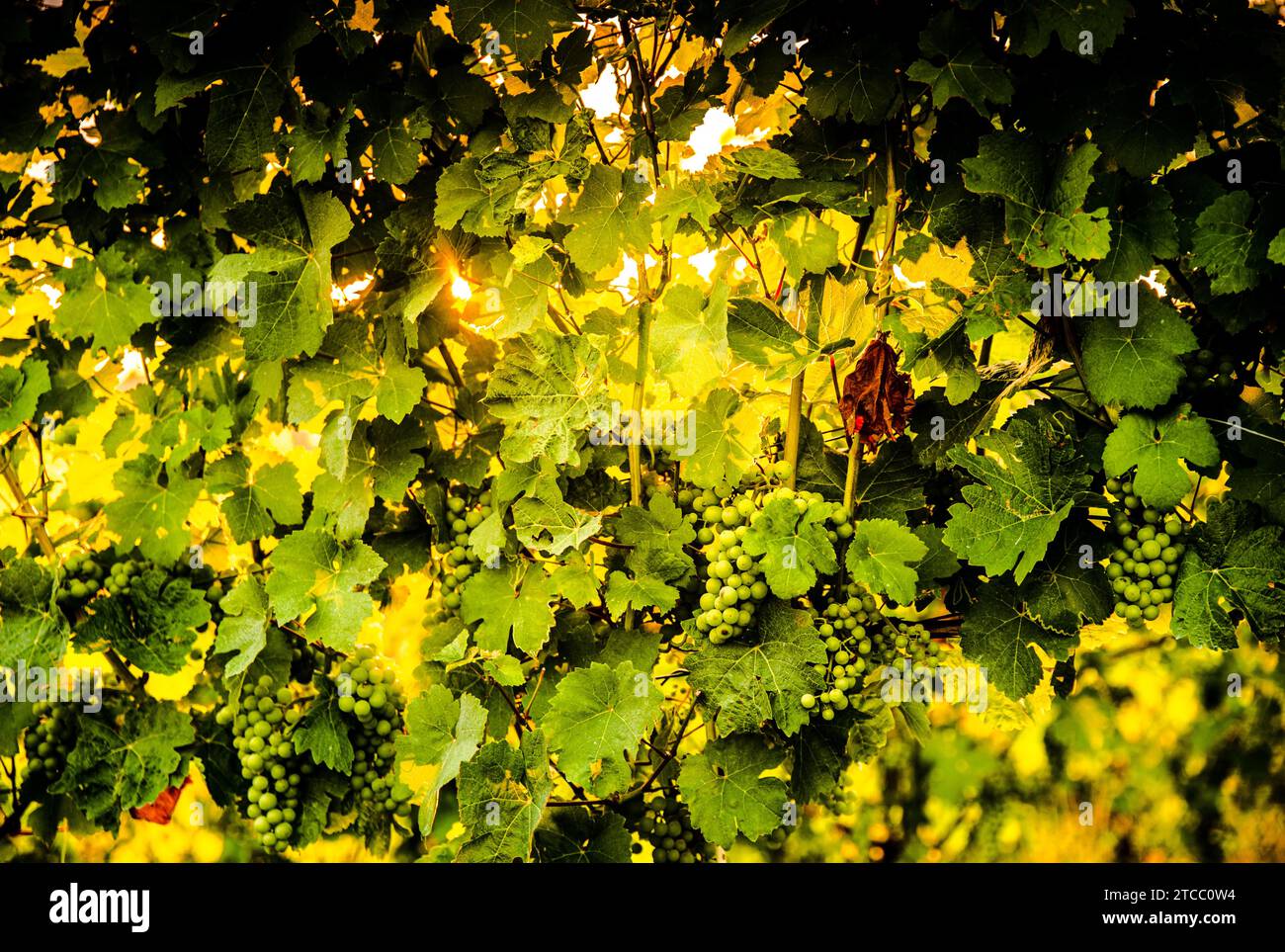 En juillet Les raisins qui poussent sur une récolte en Styrie, Autriche. Fond rétroéclairé Banque D'Images
