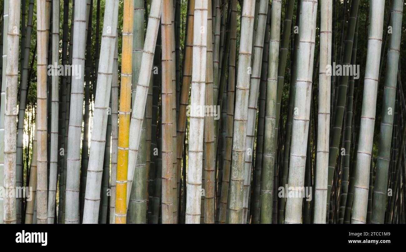 Motif fond vert forêt de bambou dans un parc en Géorgie dans l'après-midi Banque D'Images