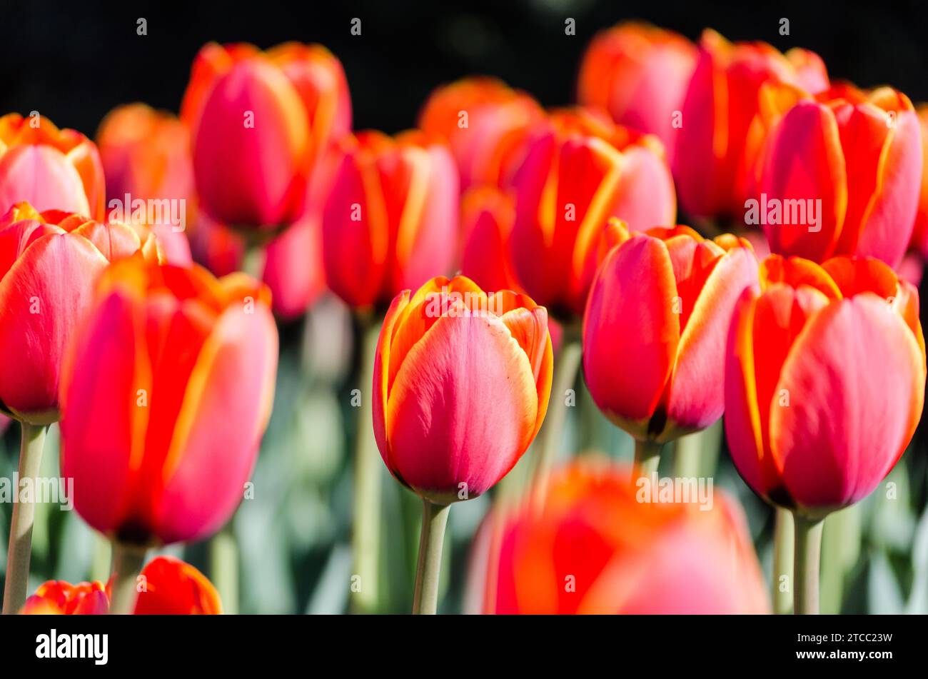 Grand lit de fleurs avec tulipes rouges en gros plan Banque D'Images