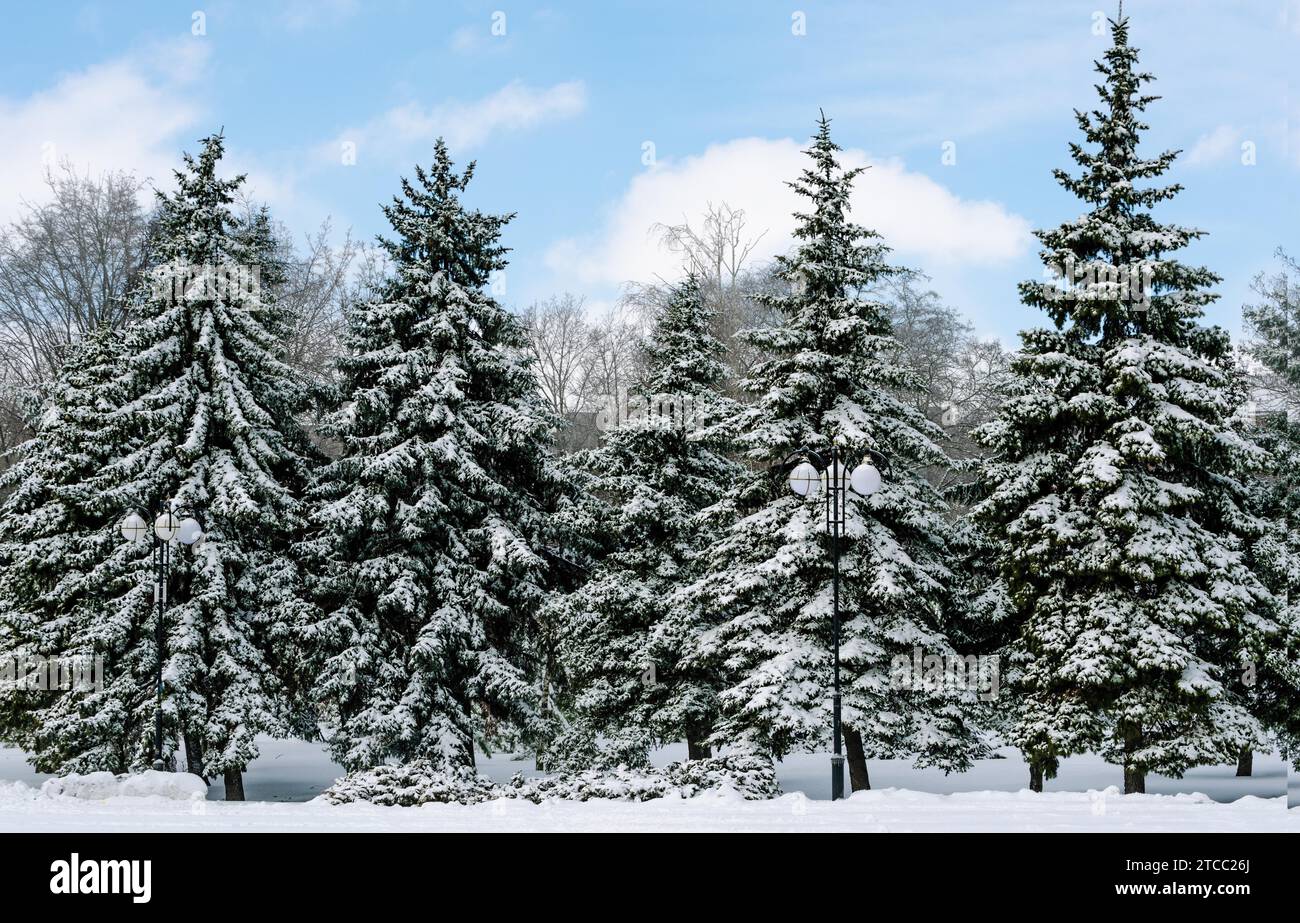 Cinq sapins verts enneigés dans le parc sur fond de ciel bleu Banque D'Images