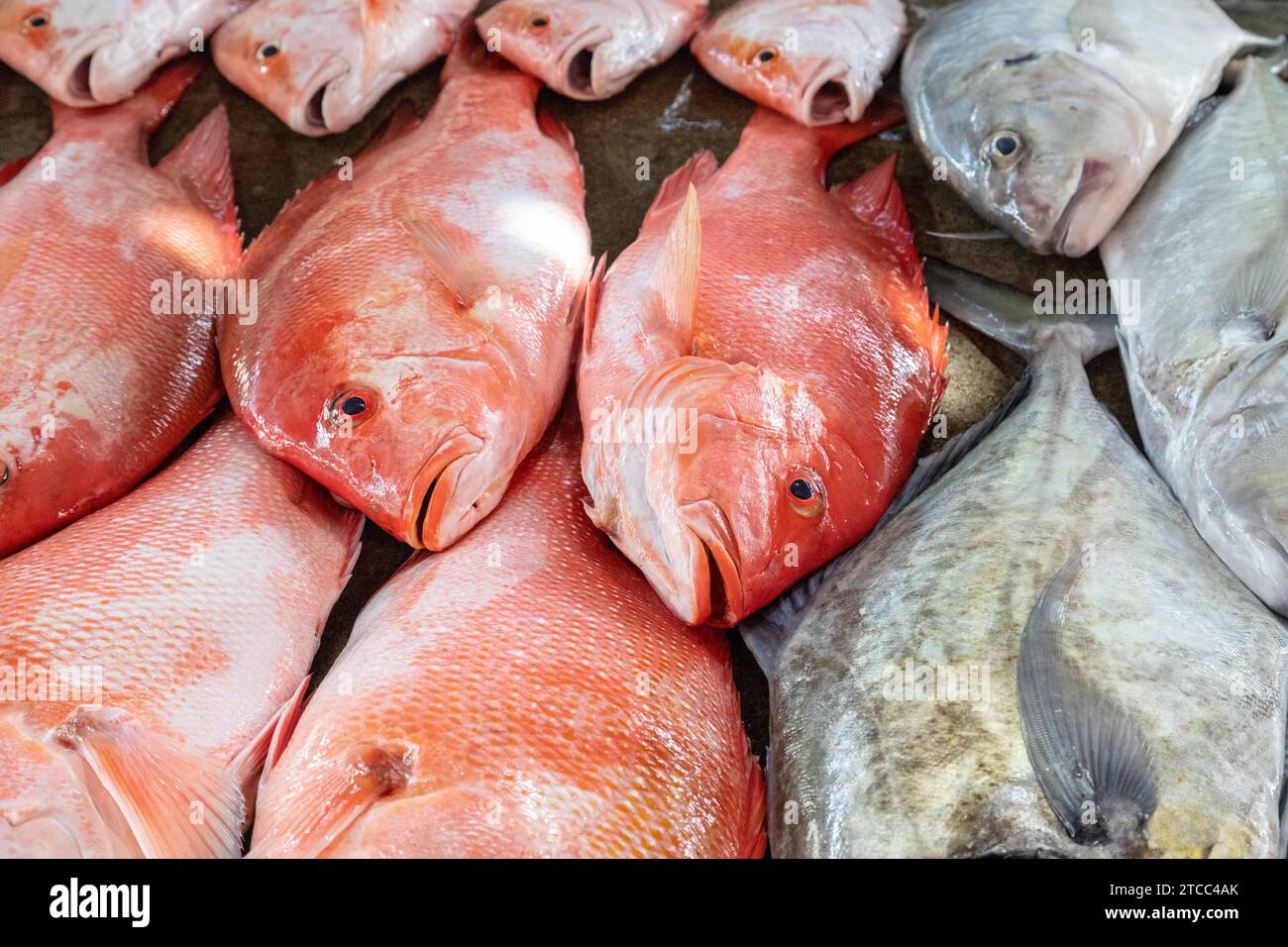 Les poissons dans les couleurs différemment sur un marché à Victoria, capitale des Seychelles Banque D'Images